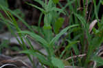 Arkansas beardtongue